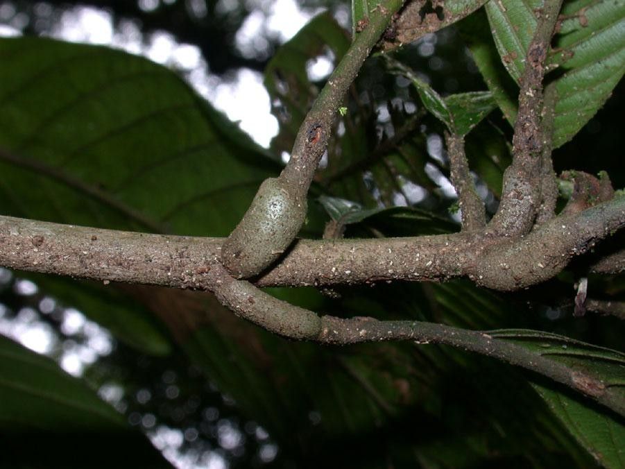 Pradosia atroviolacea bark