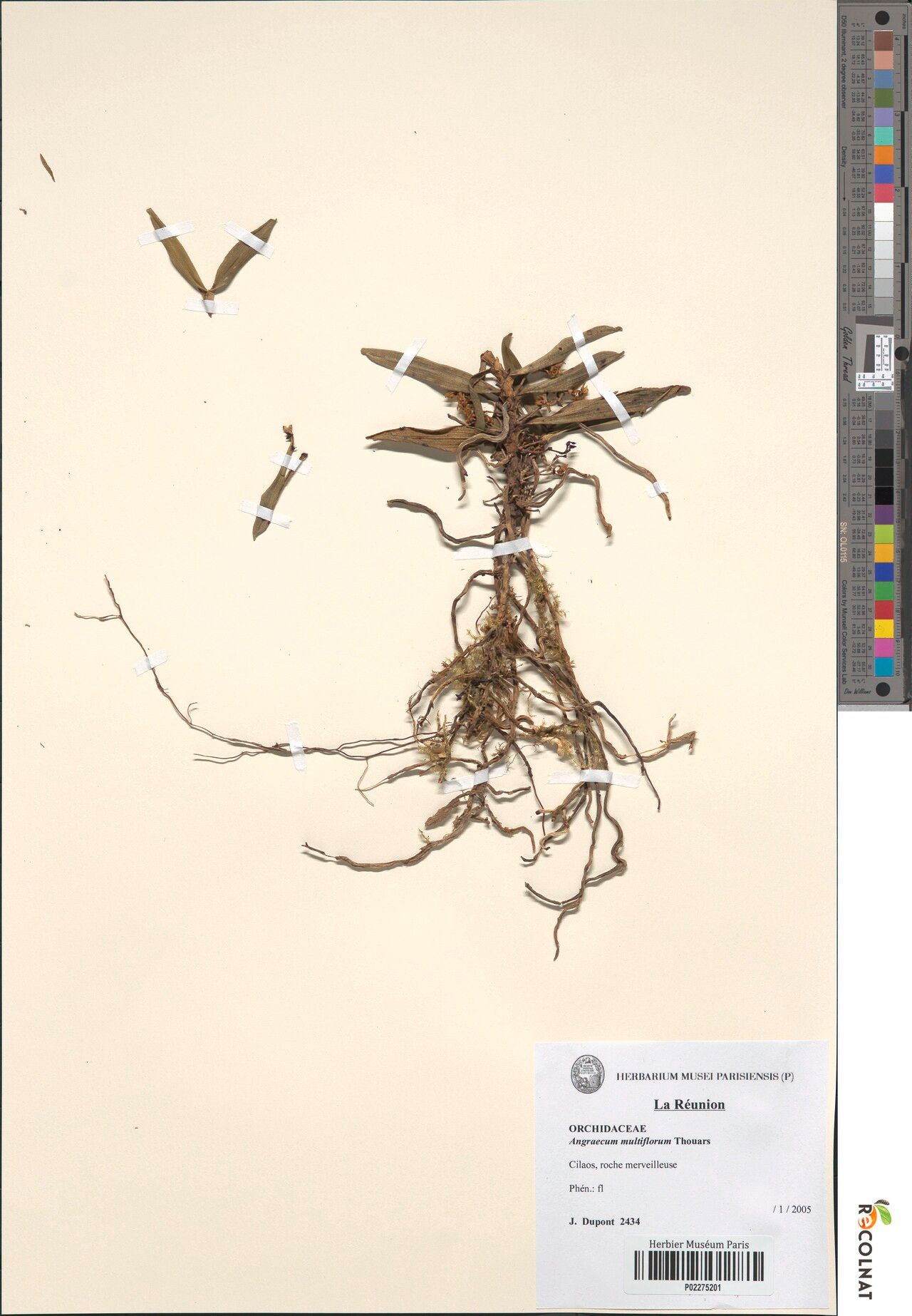 Angraecum undulatum — houseplant care guide