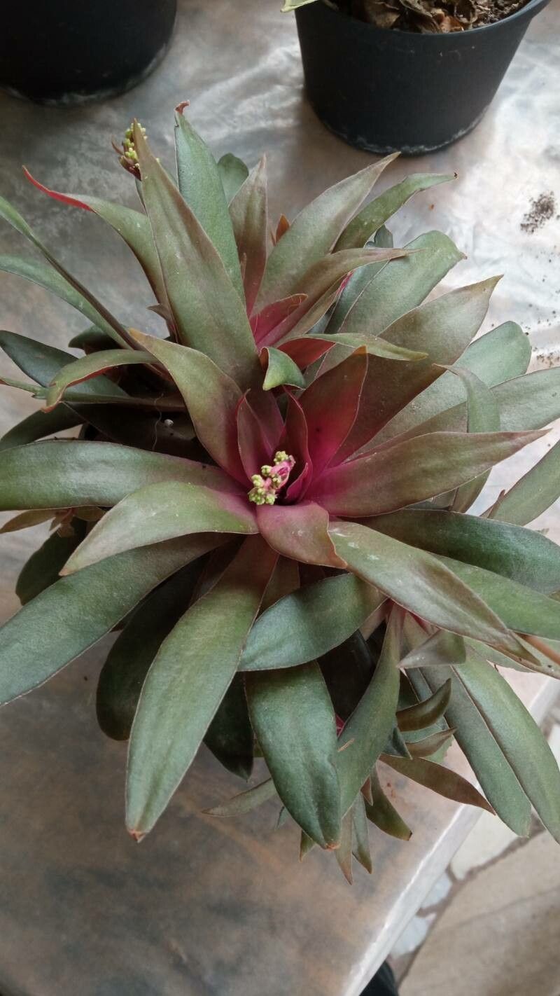 Crassula orbicularis bark