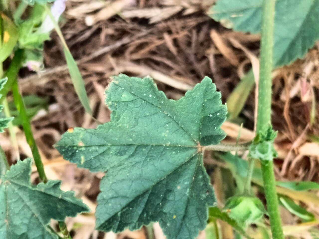 Malva nicaeensis leaf