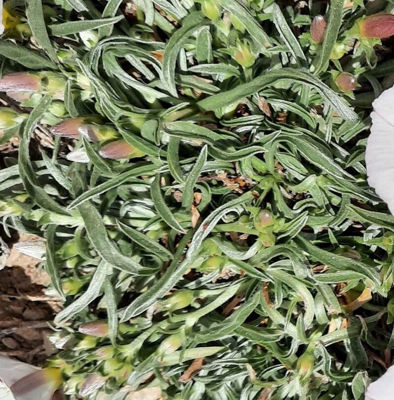 Convolvulus lineatus leaf