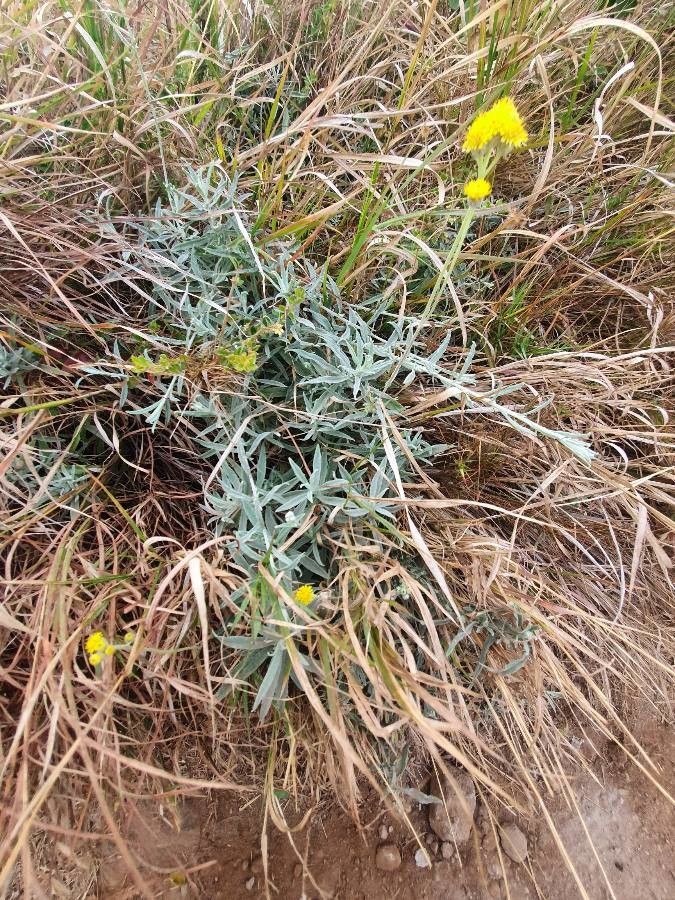 Helichrysum odoratissimum habit