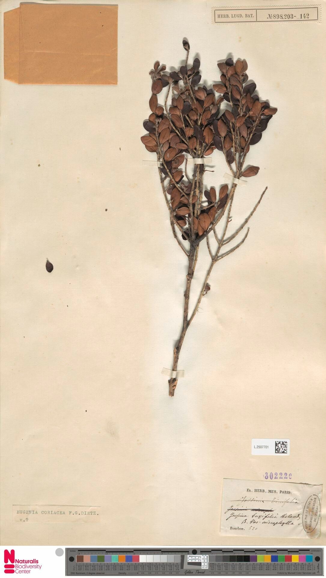 Eugenia limbosa — houseplant care guide