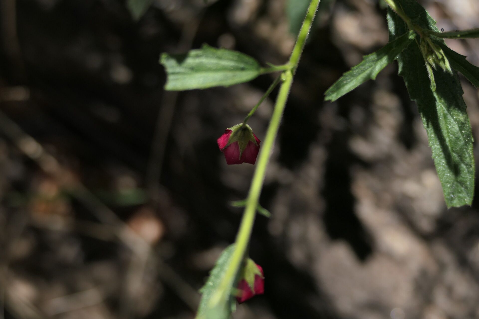 Hermannia affinis flower