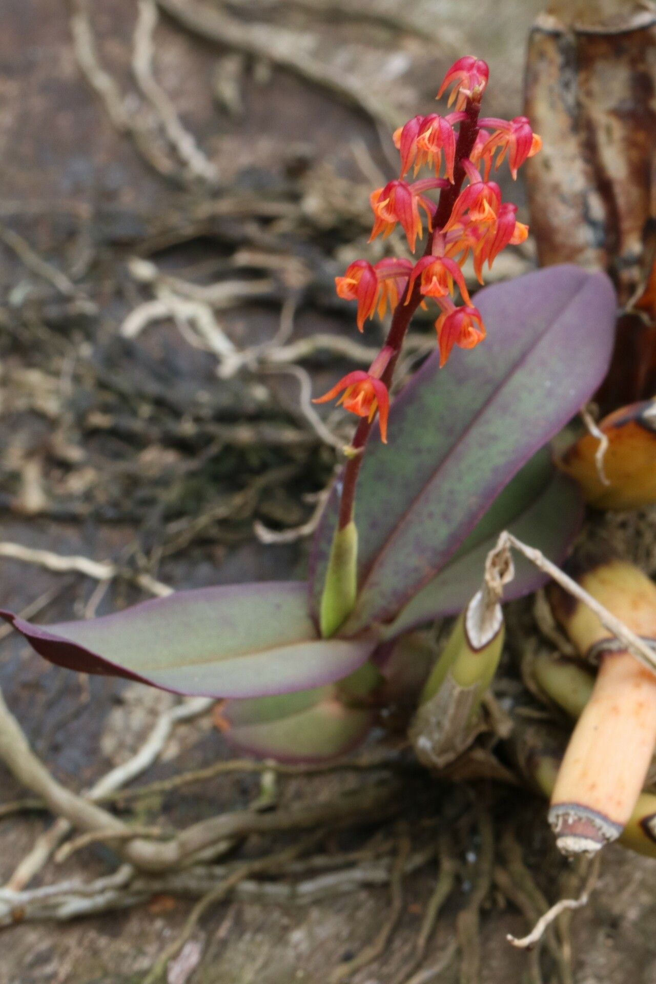 Polystachya paniculata habit