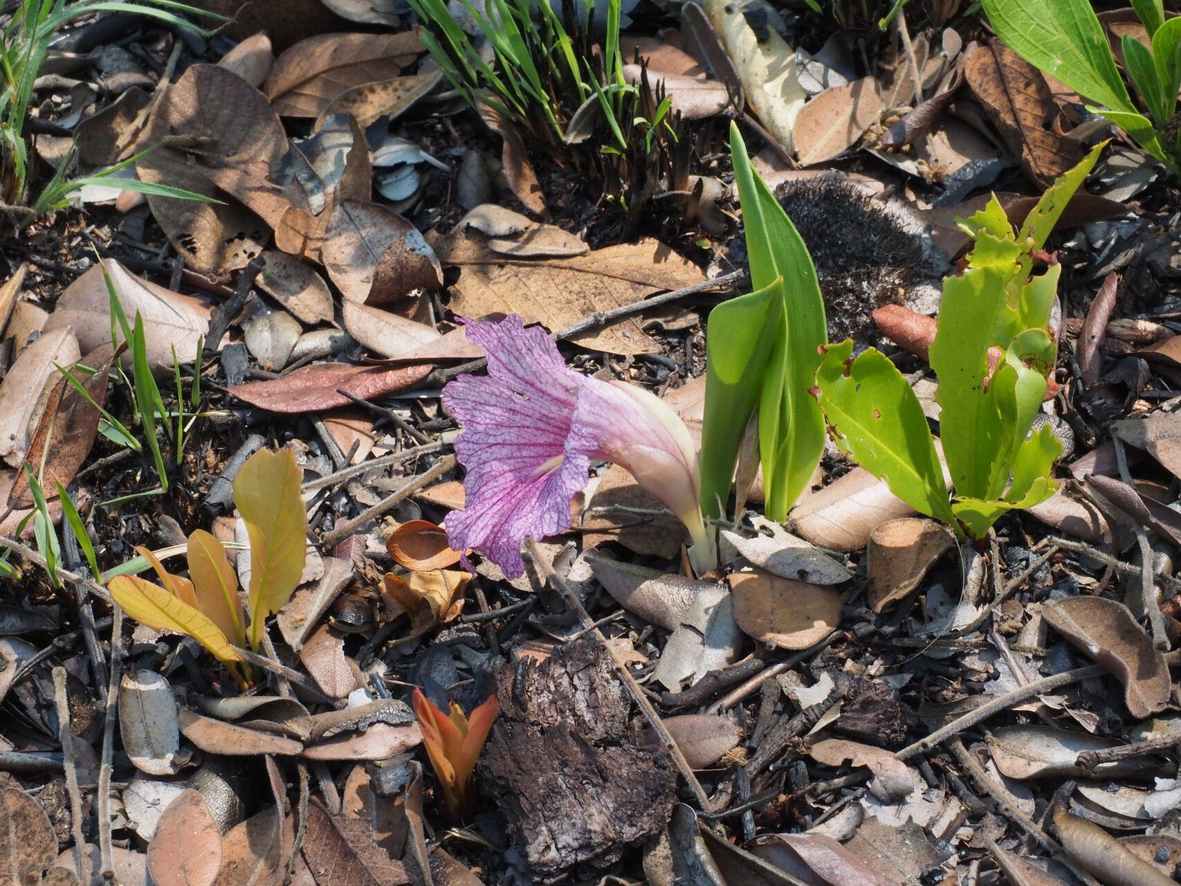 Siphonochilus puncticulatus — houseplant care guide