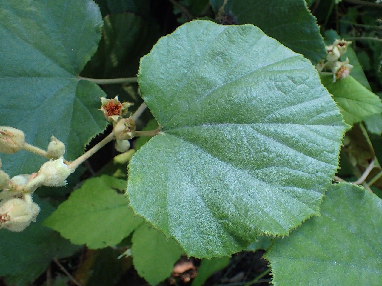 Rubus irenaeus — houseplant care guide