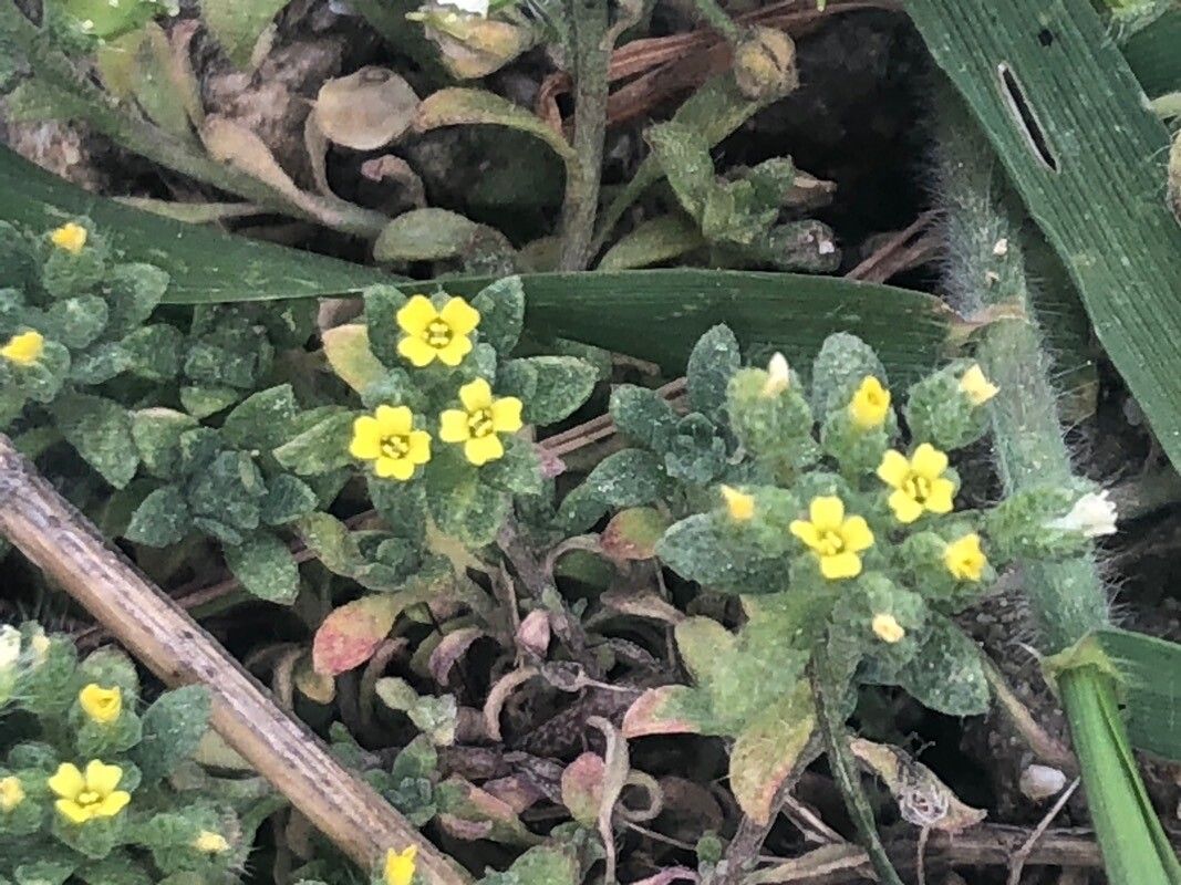 Alyssum minutum flower