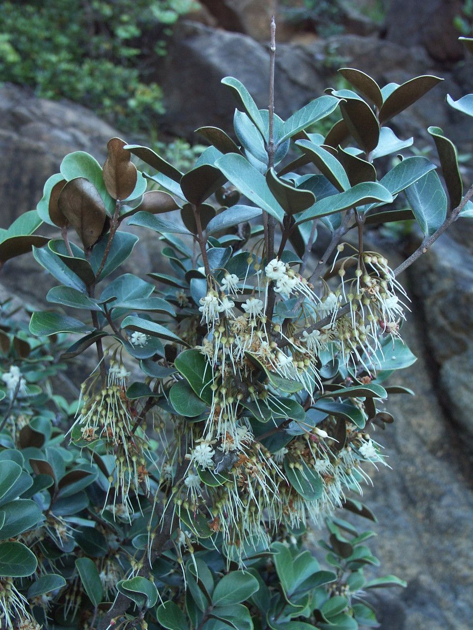 Pycnandra goroensis habit