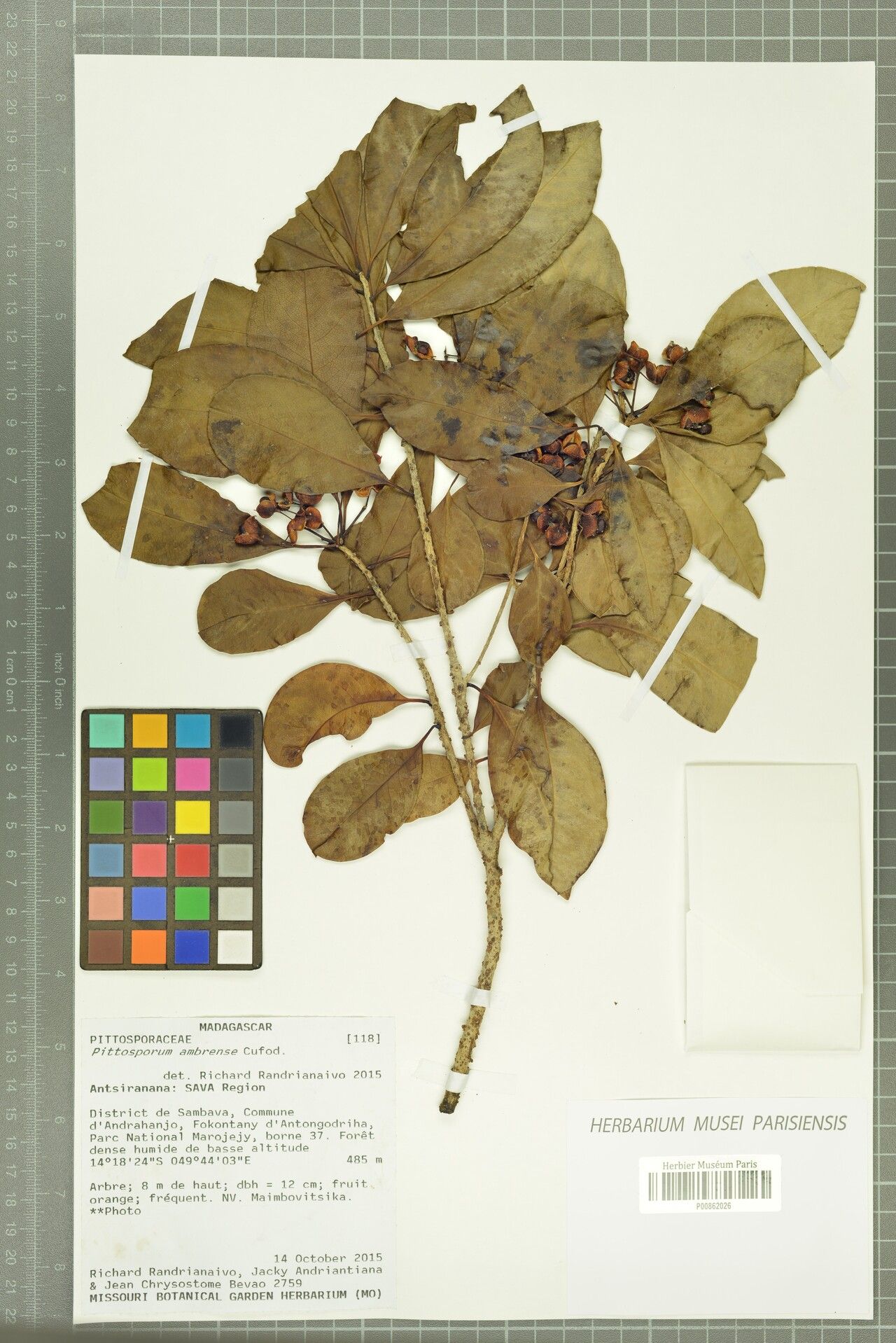 Pittosporum ambrense