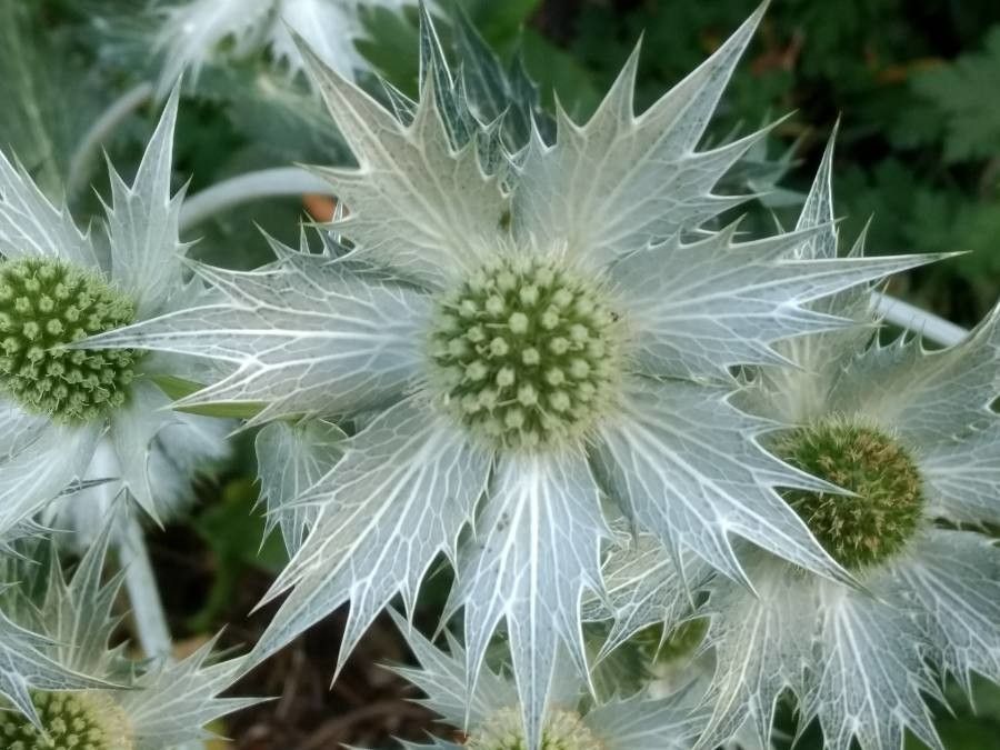 Eryngium giganteum flower