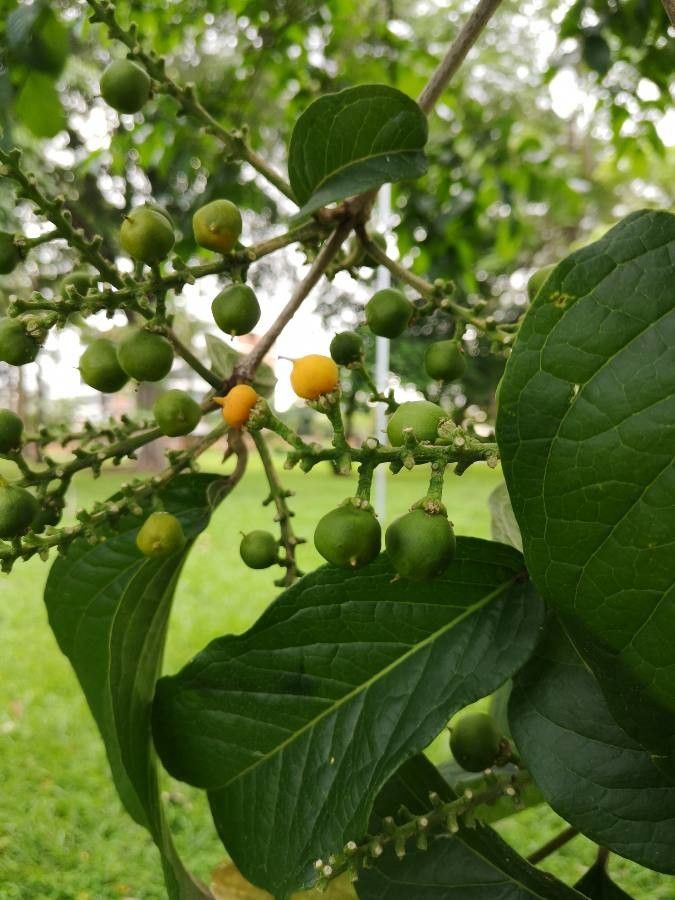 Bunchosia dwyeri fruit