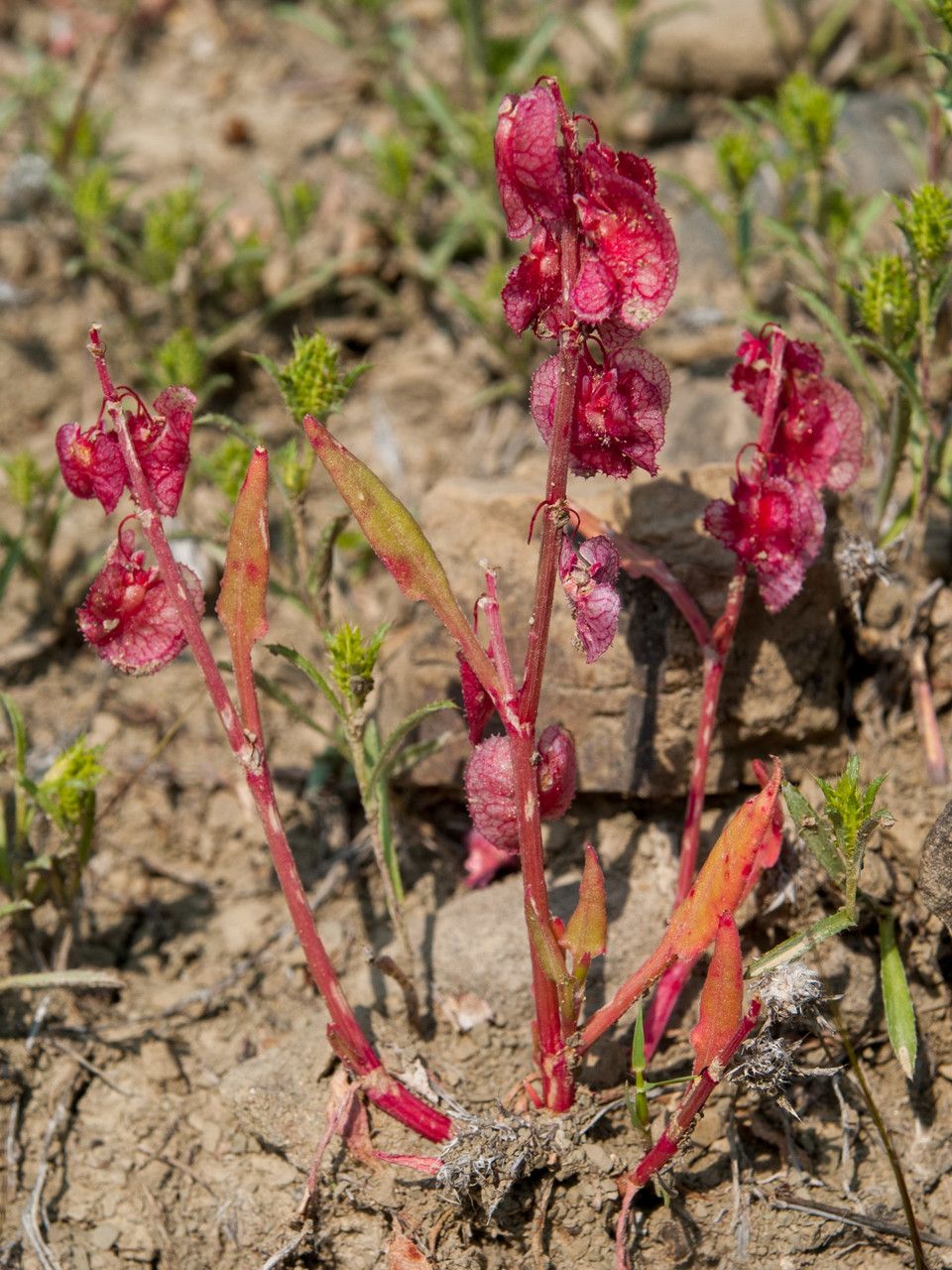 Rumex cyprius fruit