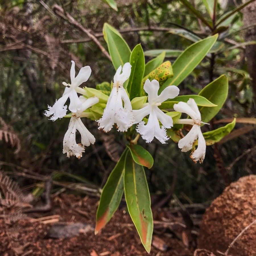Oxera neriifolia flower