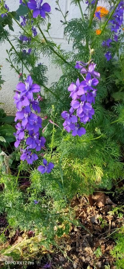 Delphinium halteratum leaf