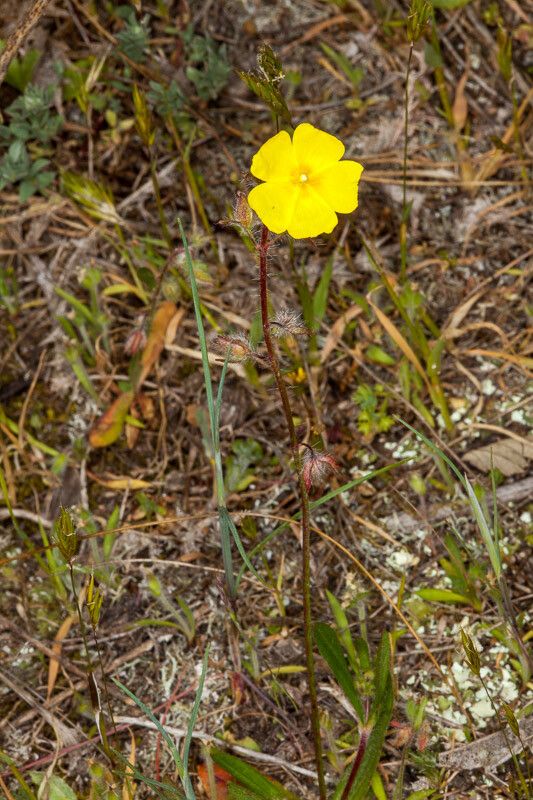 Tuberaria praecox — related species from the same genus