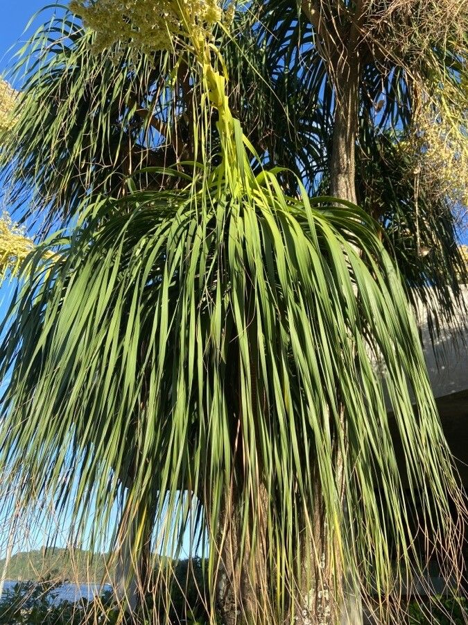 Nolina parryi — houseplant care guide