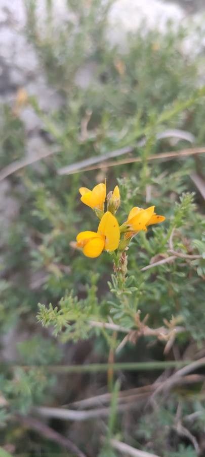 Genista morisii flower