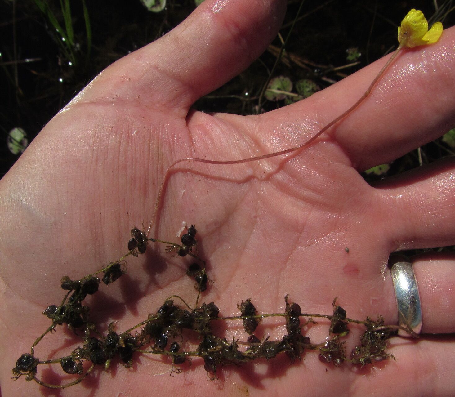 Utricularia reflexa habit