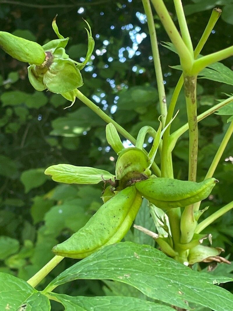 Paeonia ludlowii fruit