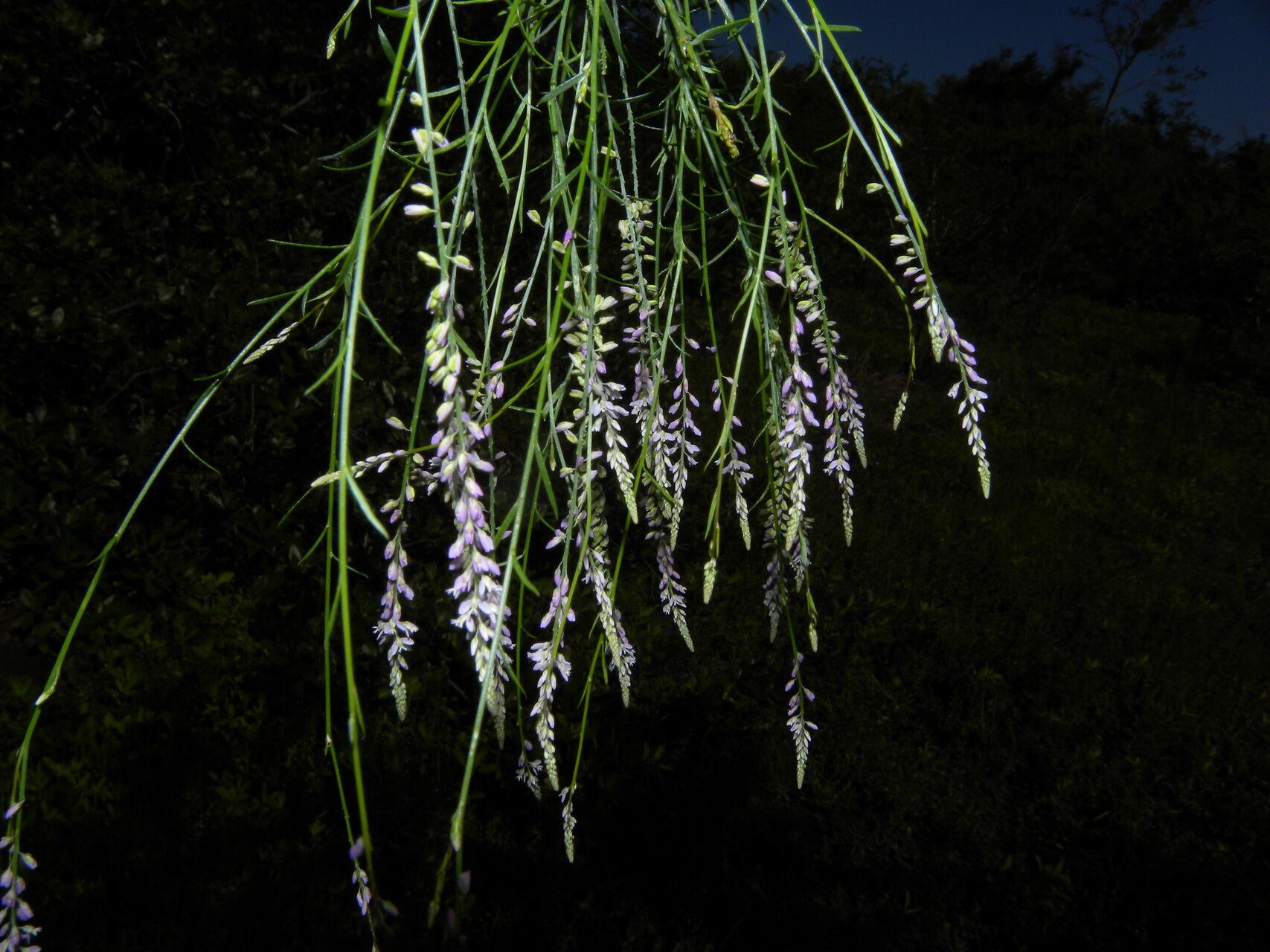 Polygala tenella flower