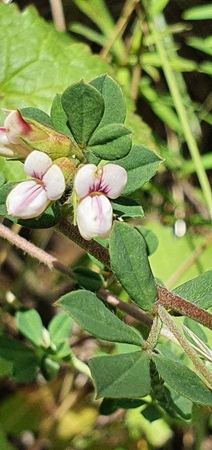 Lotus goetzei flower