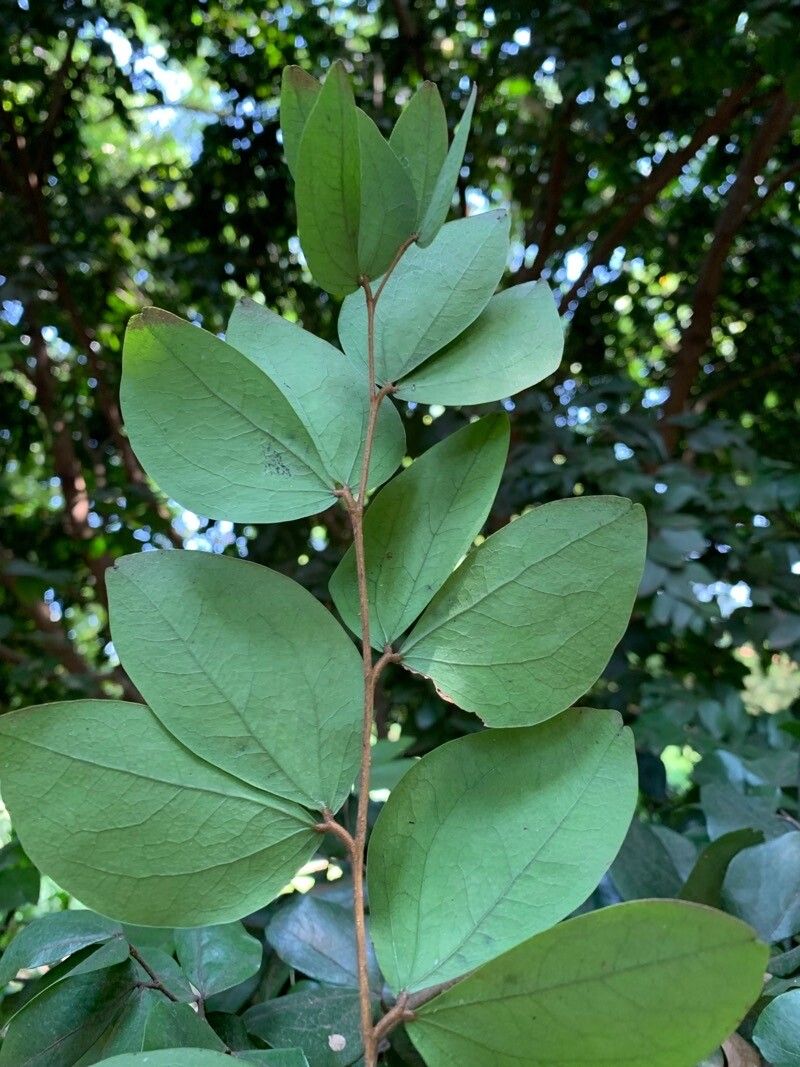 Cynometra marleneae leaf