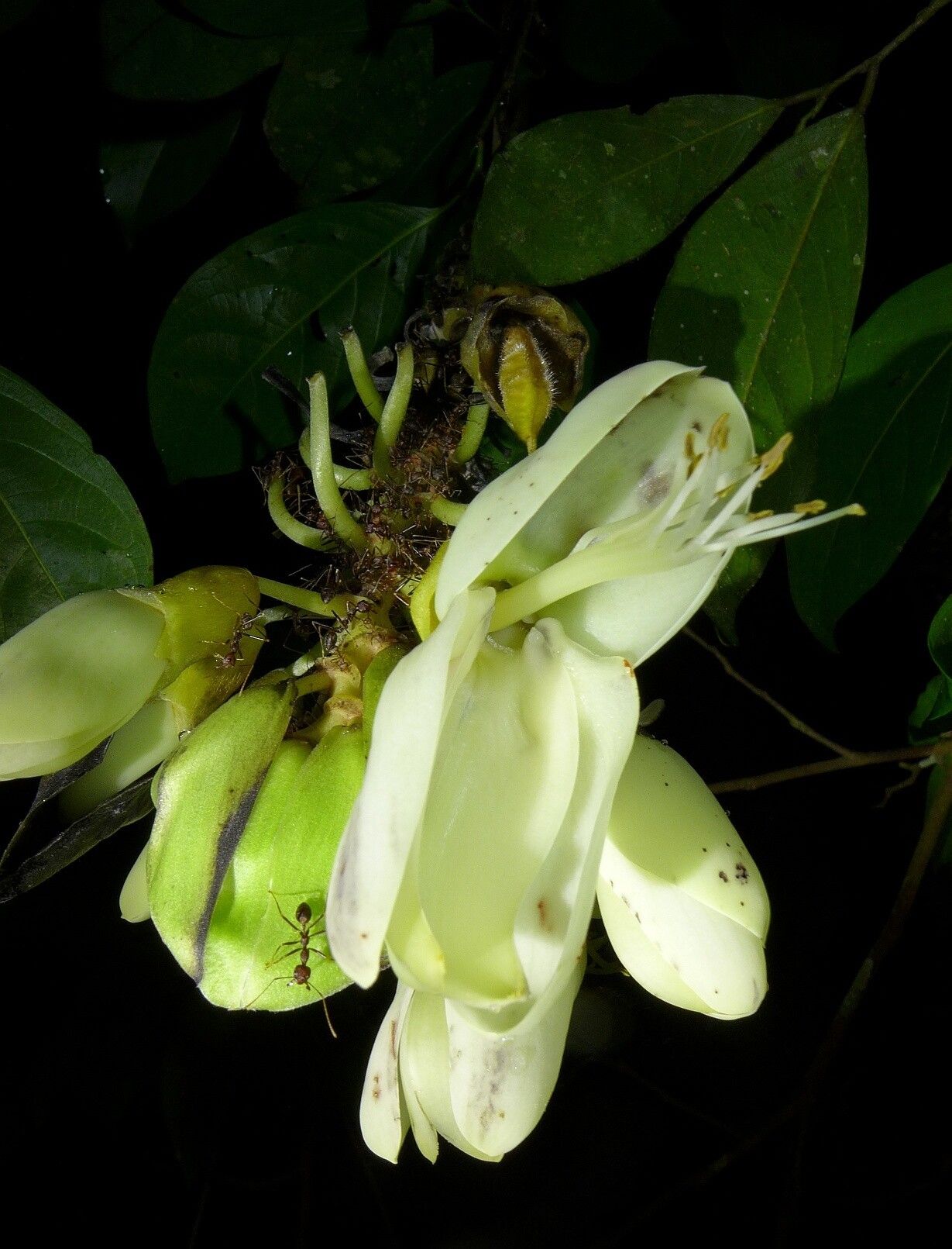 Mucuna flagellipes flower