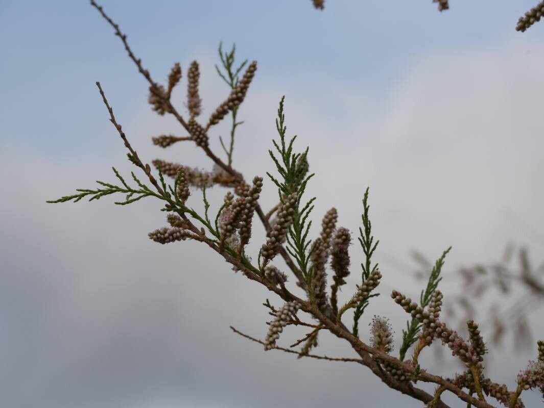 Tamarix boveana leaf
