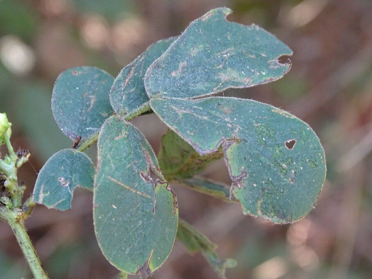 Senna obtusifolia — search result for 'Sudan'