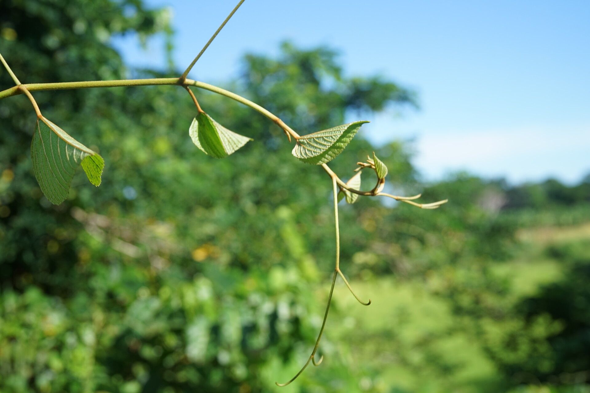 Ampelocissus elephantina leaf