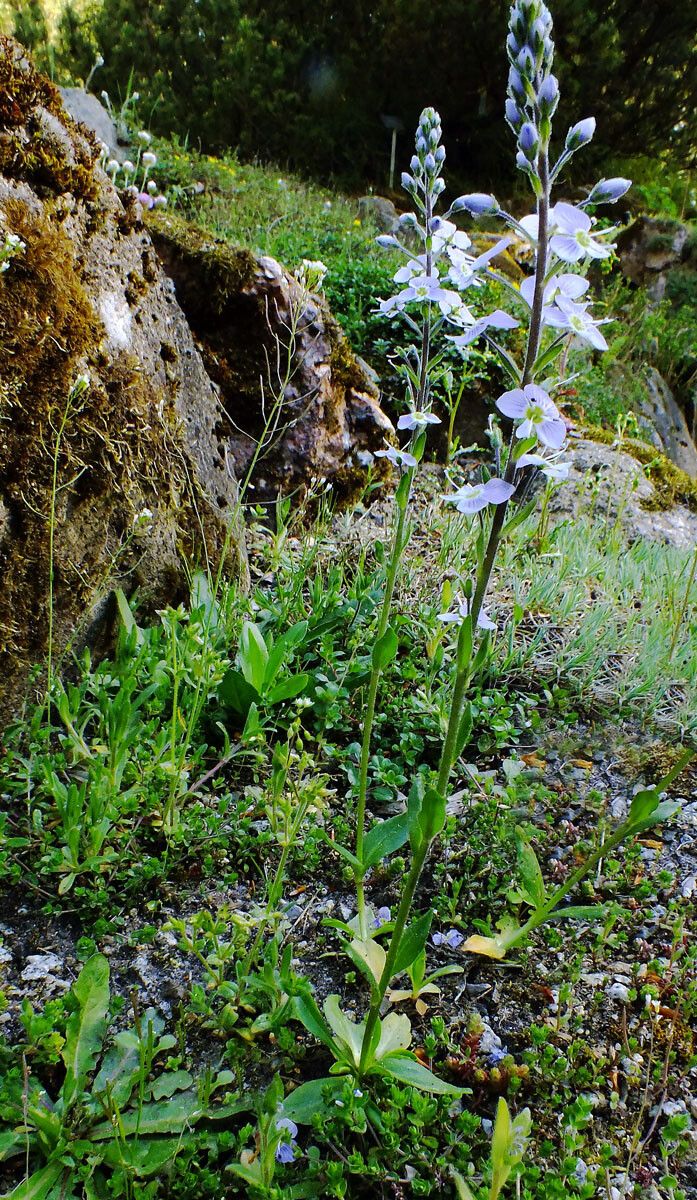 Veronica gentianoides habit
