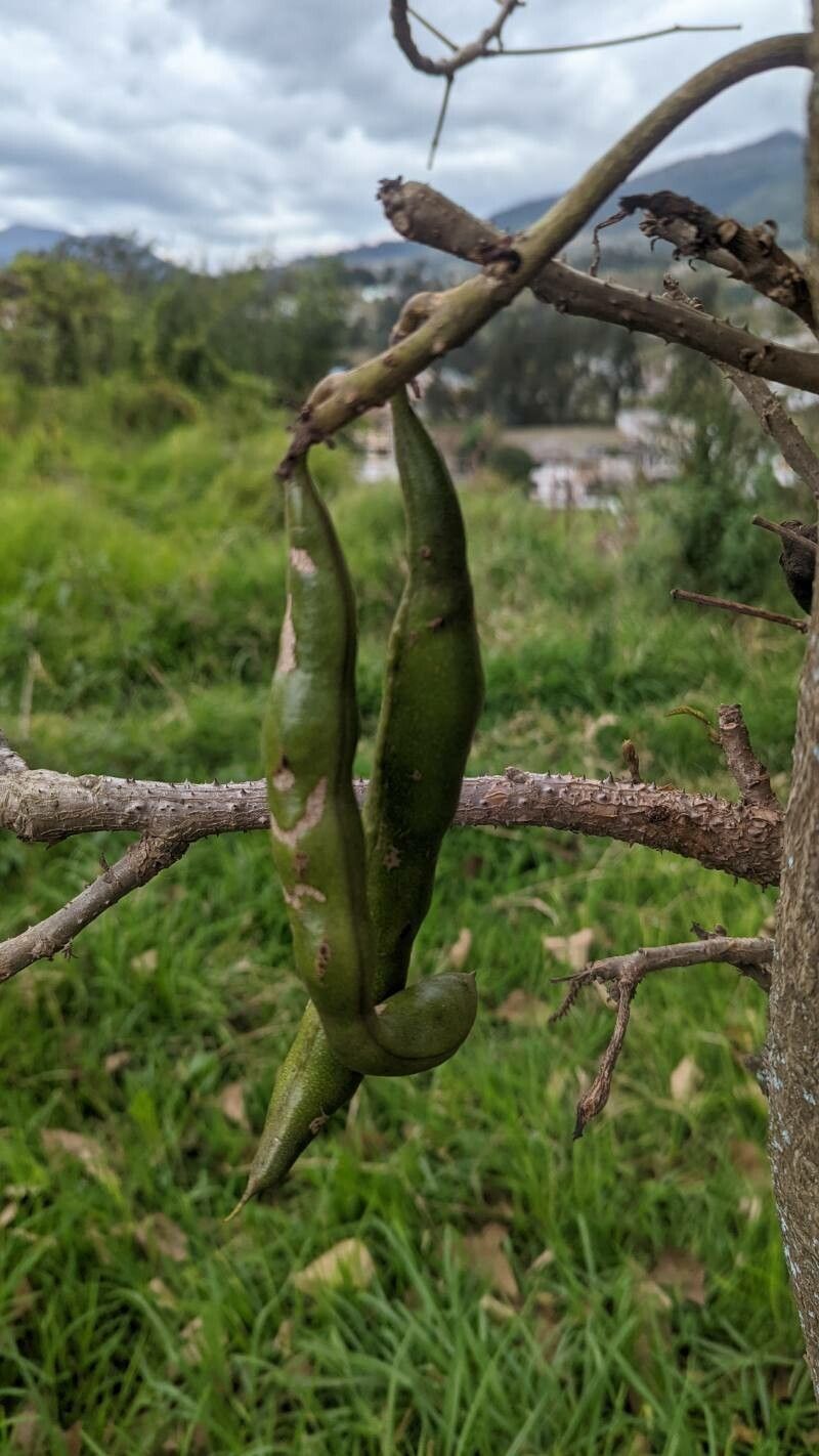 Erythrina edulis fruit