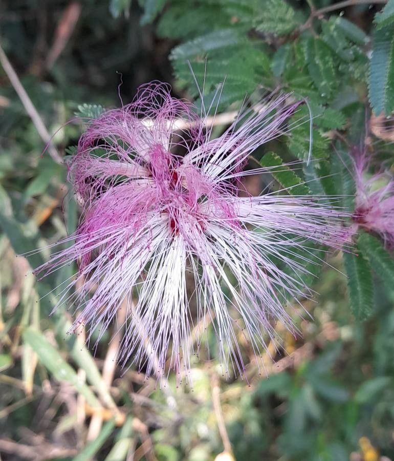 Calliandra brevipes flower