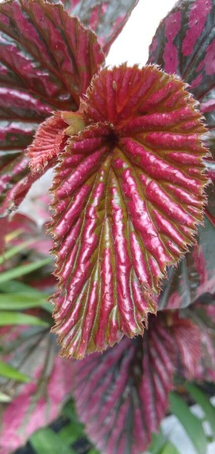 Begonia brevirimosa leaf