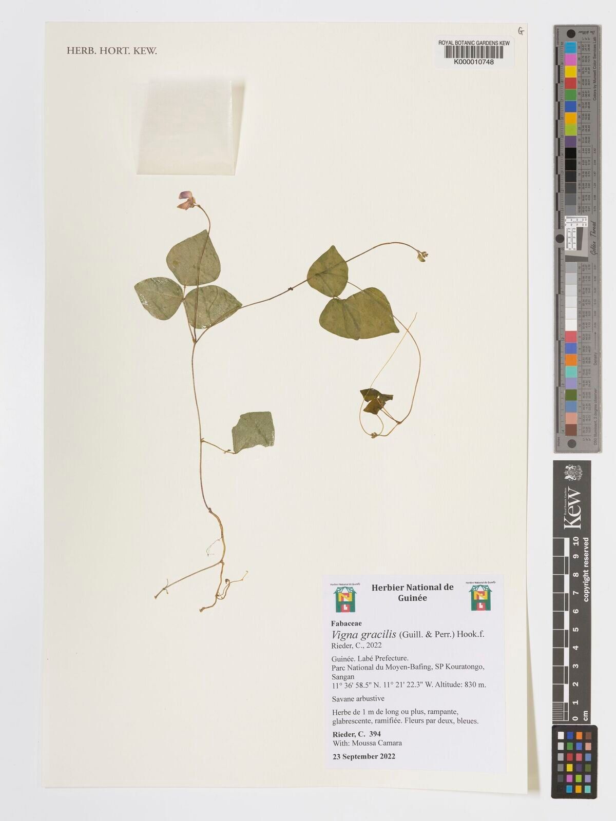 Vigna gracilis — search result for 'Vigna'