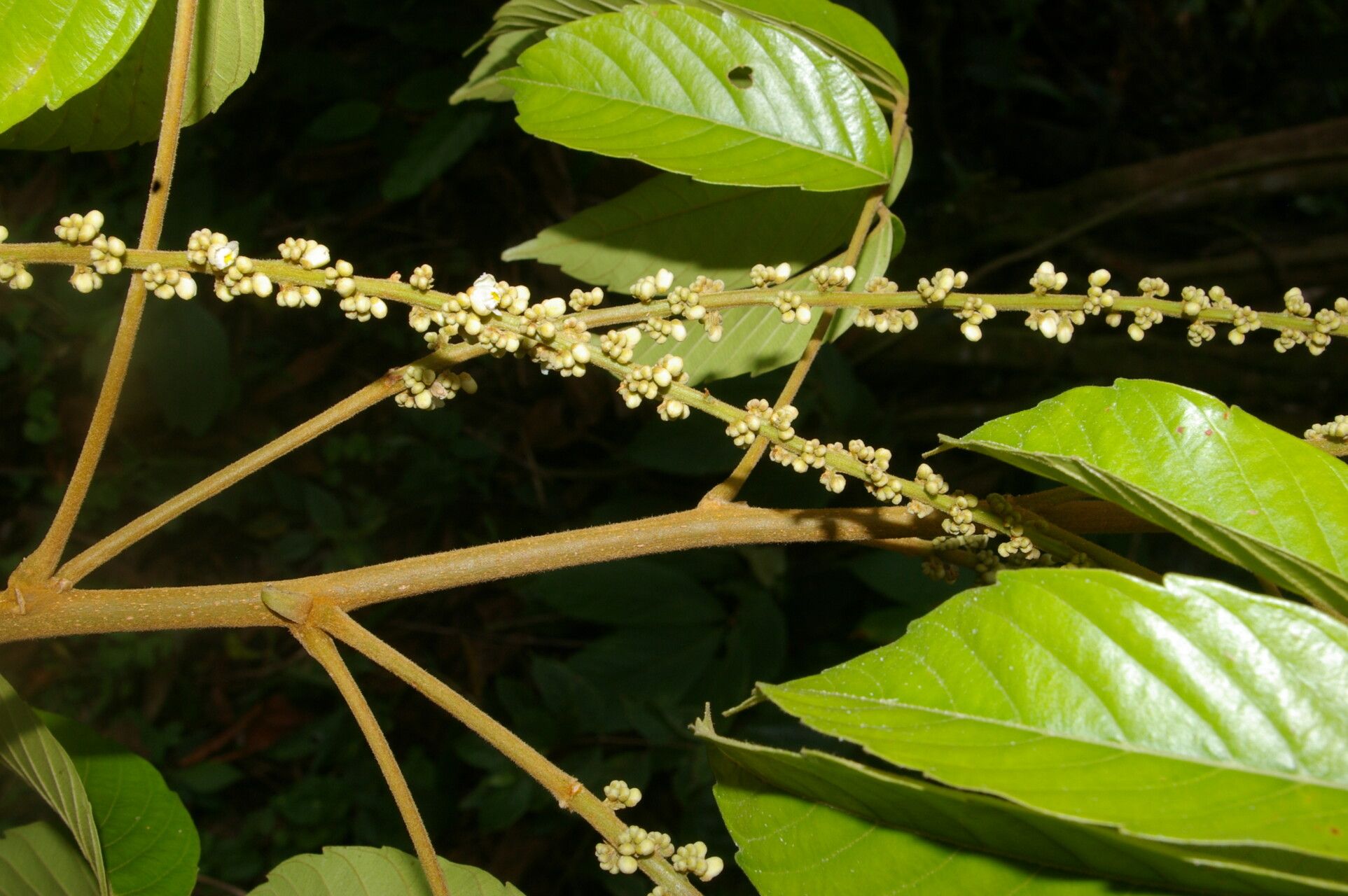 Paullinia capreolata — search result for 'Paullinia'