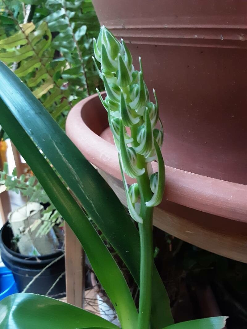 Albuca nelsonii flower