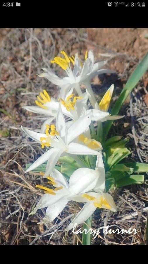 Leucocrinum montanum flower
