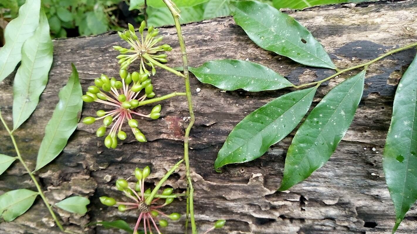 Guatteria dolichopoda — houseplant care guide