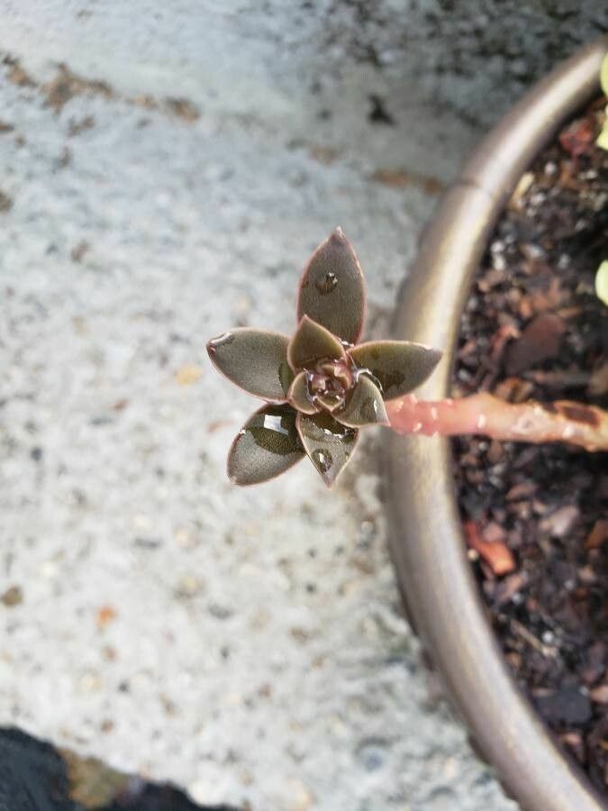 Echeveria carnicolor leaf