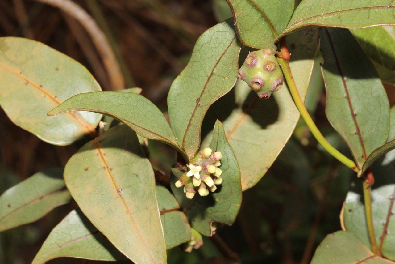 Gynochthodes truncata habit