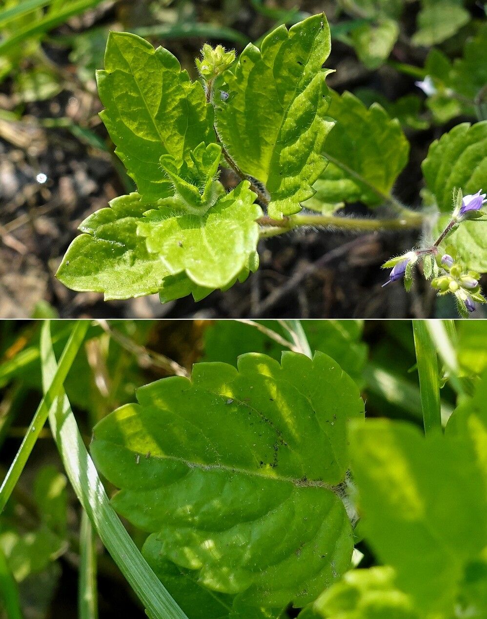 Veronica montana — search result for 'Plantaginaceae'