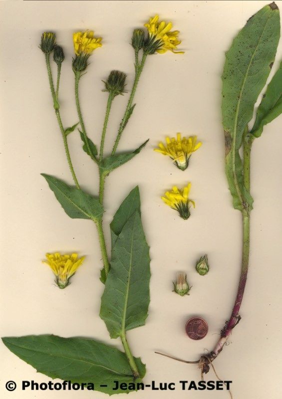 Hieracium viscosum — houseplant care guide