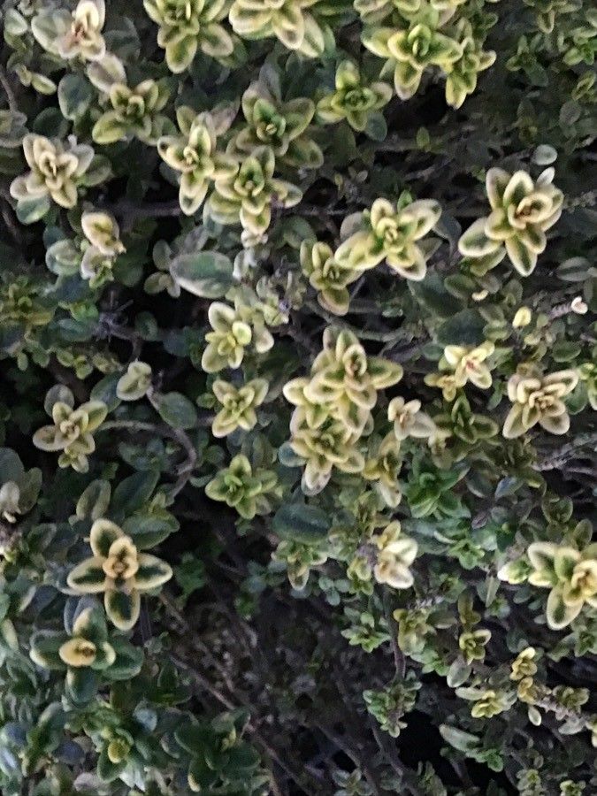 Thymus × citriodorus — search result for 'Citrus'