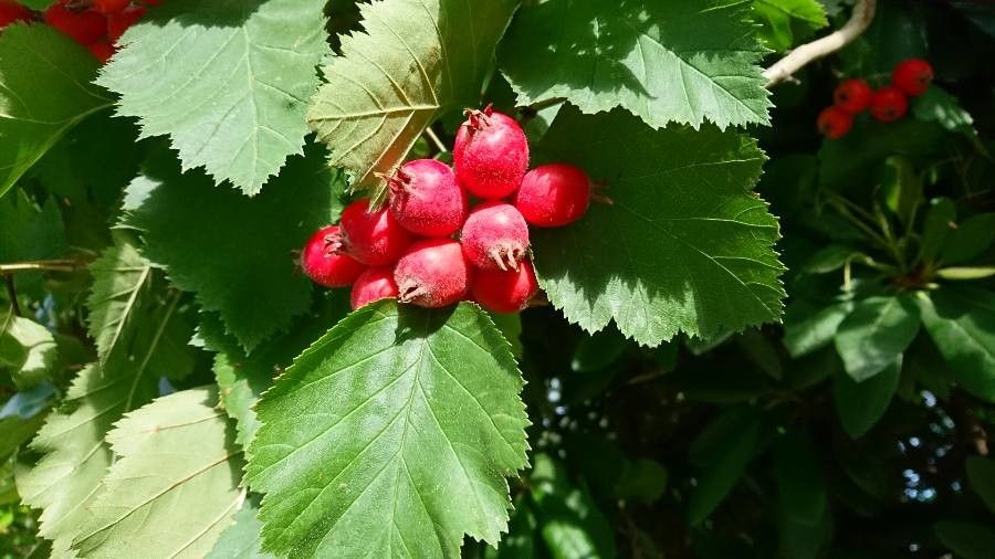 Sorbus aria fruit