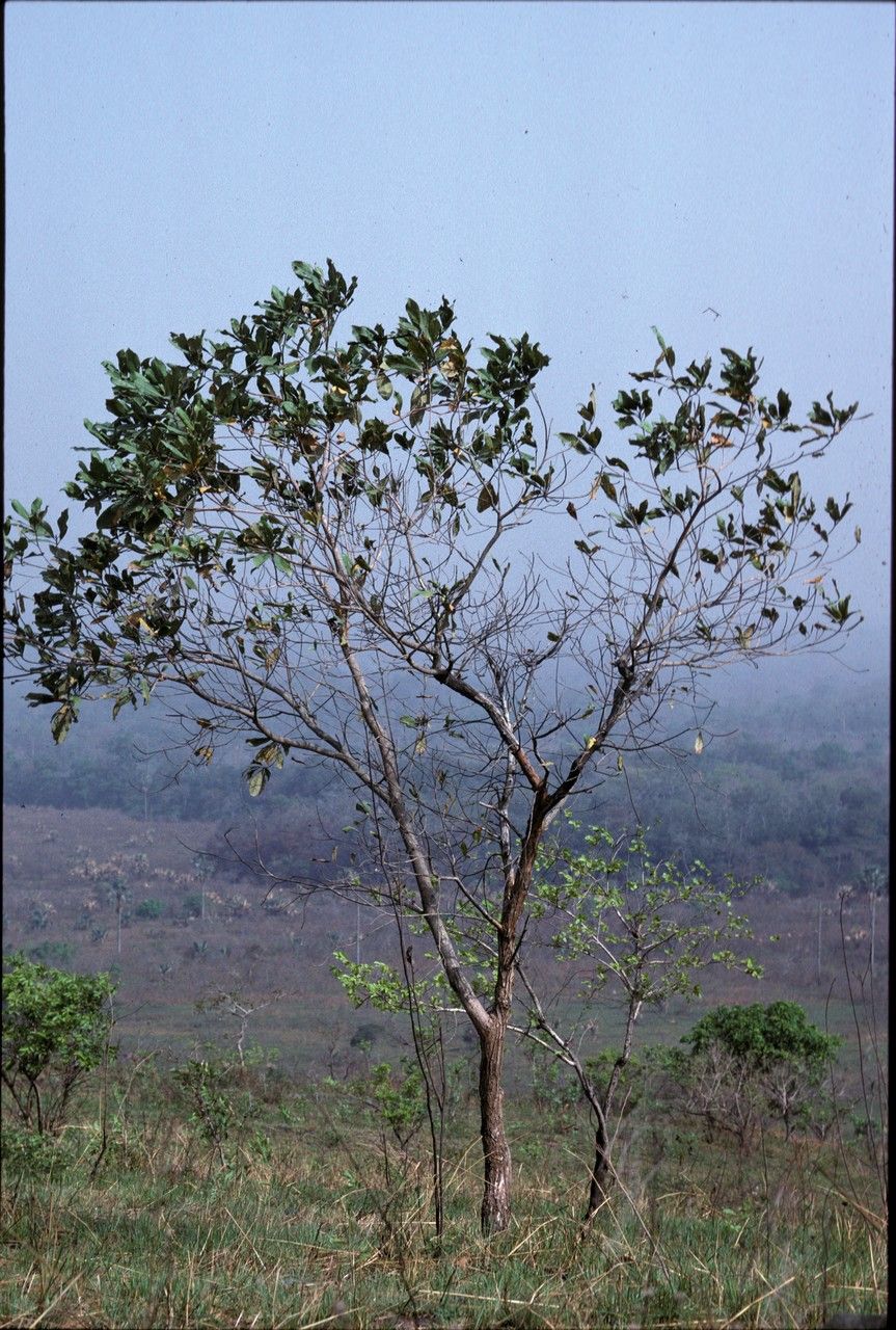 Terminalia glaucescens habit