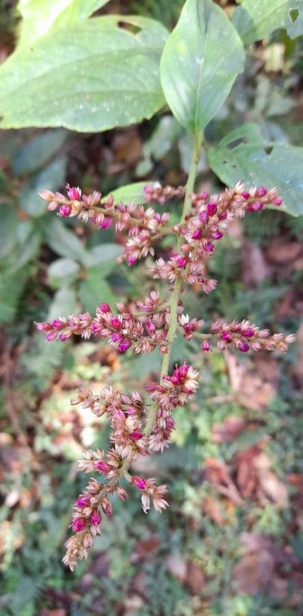 Chamissoa altissima flower