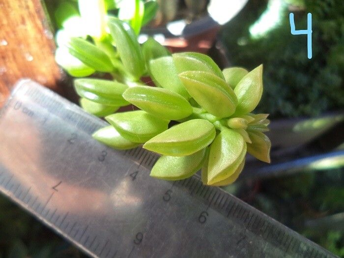 Peperomia nivalis leaf