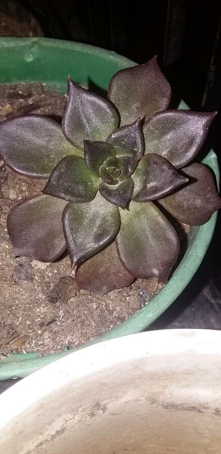 Echeveria purpusorum bark